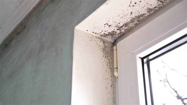 Trusted Pittsfield, IL Mold Removal Experts